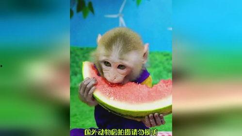 播放小猴子吃瓜,欢乐时光里的趣味瞬间