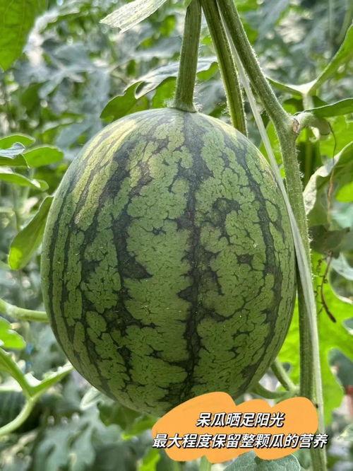 藤一瓜怎么吃,解锁美味新体验