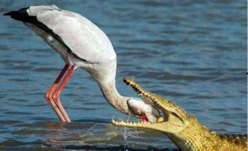 鹳二吃瓜视频,揭秘娱乐圈幕后故事