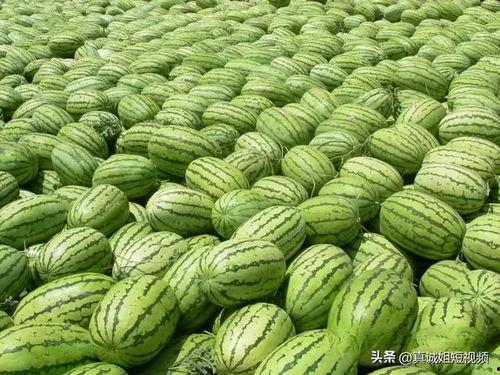 吃瓜热门大瓜地址,探寻网络热议背后的真相