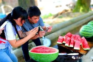 地里摘瓜吃的视频,跟随视频体验地里摘瓜的乐趣