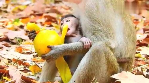 给小奶猴吃瓜,夏日清凉好时光