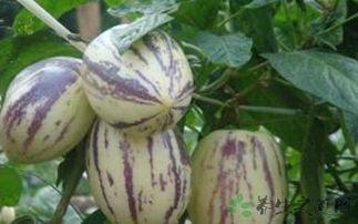 长期吃茄瓜,健康益处与营养秘密揭秘