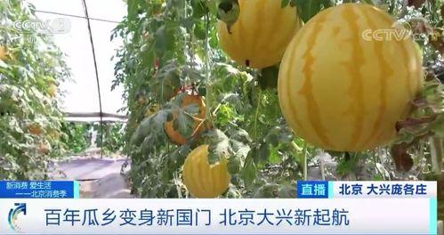 神仙吃瓜现场图片,吃瓜现场一幕成焦点