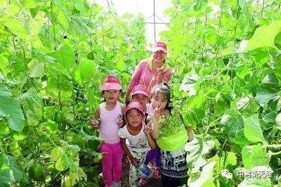 新泰吃瓜哪家强,揭秘哪家瓜最香甜