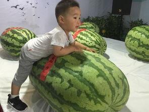 武进吃瓜群众事件,网络舆论下的社会现象解析