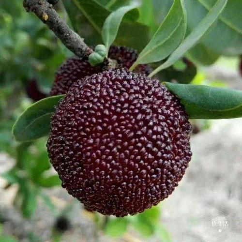 vx吃瓜大树,网络红人的崛起与影响力