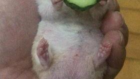 吃瓜爆料老王,吃瓜爆料，老王背后的惊人真相