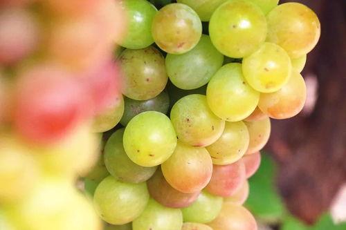 吃葡萄小瓜,品味生活，享受健康