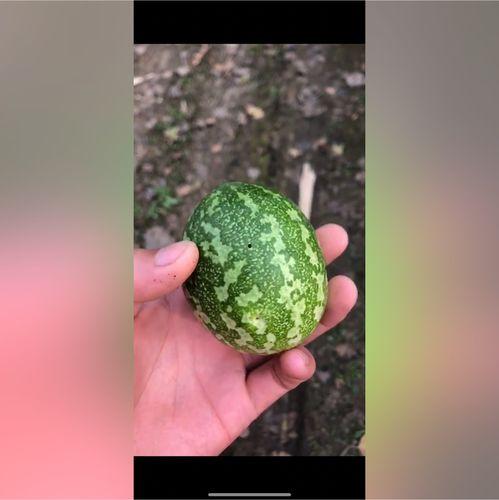 瓜蛋子怎么吃,解锁美味新境界