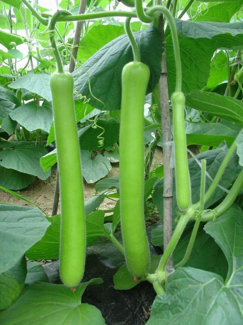 鹅大瓜可以吃,揭秘美味与营养并存的神奇食材