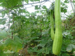 砍瓜吃馅,探索砍瓜吃馅的独特魅力