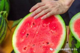 河北某学院吃瓜,揭秘校园里的“瓜田”风云