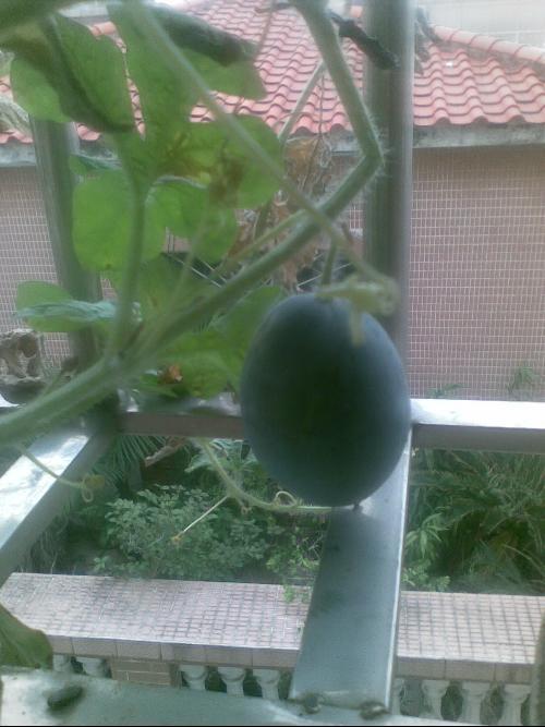 阳台吃瓜事件后续,真相大白，网友热议不断