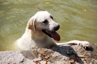 狗狗吃橙色哈密瓜,美味与健康的完美邂逅