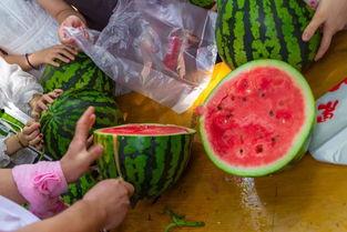 俄罗斯吃瓜视频,揭秘网络红人的幕后生活