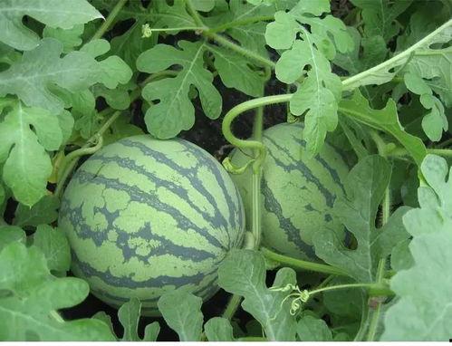 御前吃瓜,揭秘宫廷中的娱乐风云