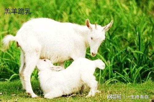 吃瓜圈qq小羊,网络红人的崛起之路