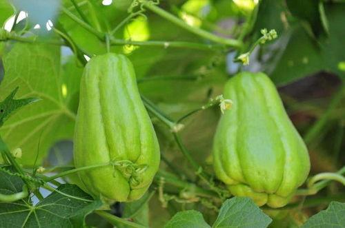 小孩吃佛手瓜怎么吃,营养美味，宝宝健康成长必备