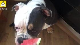 猫吵架狗吃瓜,一场争吵引发的“吃瓜”盛宴