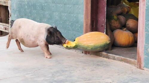 小猪瓜怎么吃,小猪瓜的多样食法探索