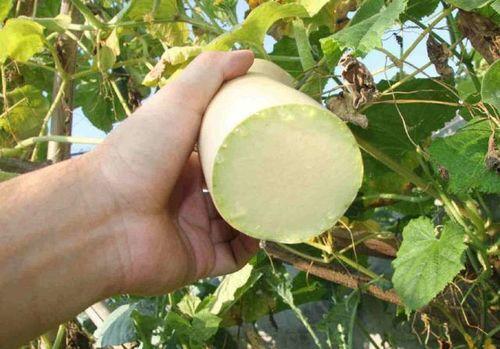 砍瓜和冬瓜能一起吃吗,探讨两者同食的适宜性