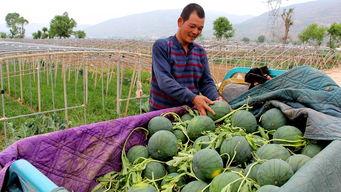 桃江县吃瓜群众