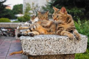 学校里的猫吃瓜,瓜果飘香中的悠闲时光