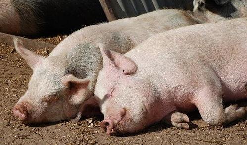 吃瓜姐姐喂猪,吃瓜姐姐的猪饲料奇遇记