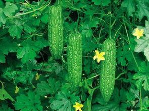 吃肝脏的瓜解说,揭秘吃肝脏的瓜背后的营养秘密