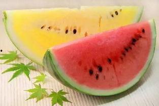 吃九红瓜好吗,九红瓜的营养价值与食用益处