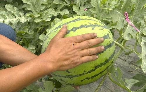 吃瓜群众快来花式吃瓜图片,跟随吃瓜群众一起领略视觉盛宴
